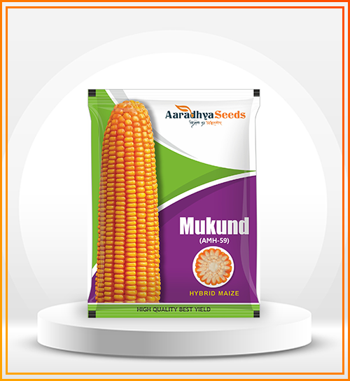Maize Seeds